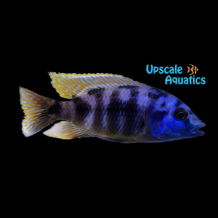 VC-10 Milomo Cichlid (Placidochromis milomo)