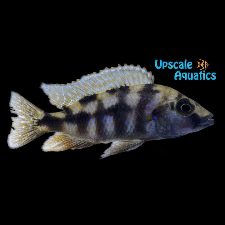 VC-10 Milomo Cichlid (Placidochromis milomo)