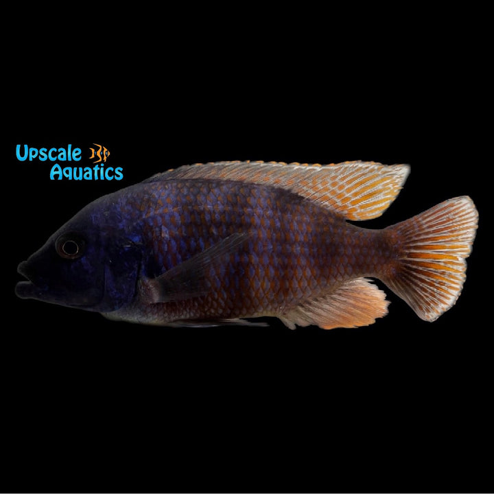 VC-10 Milomo Cichlid (Placidochromis milomo)