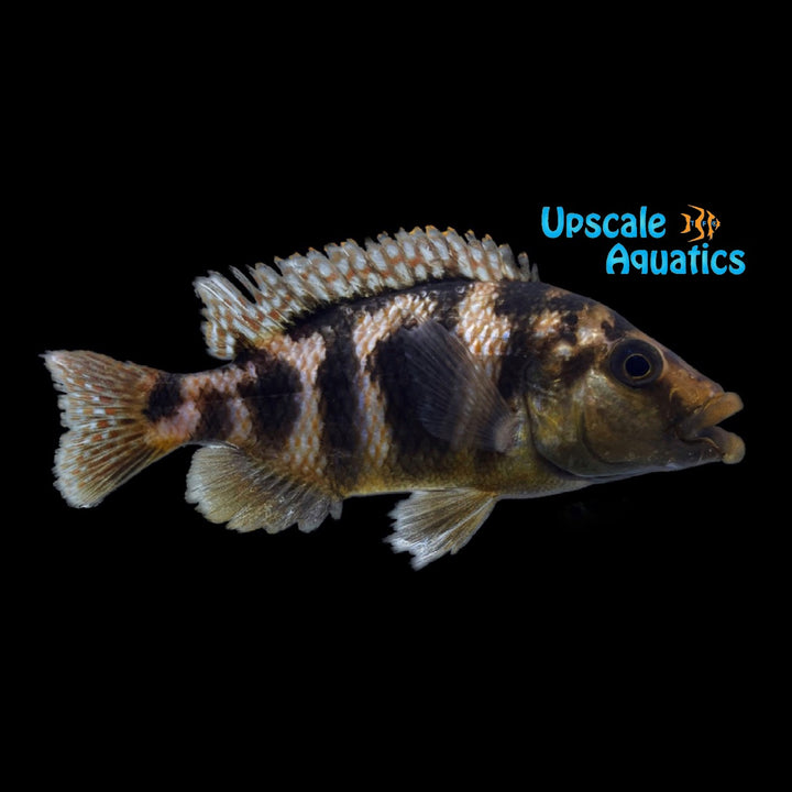 VC-10 Milomo Cichlid (Placidochromis milomo)