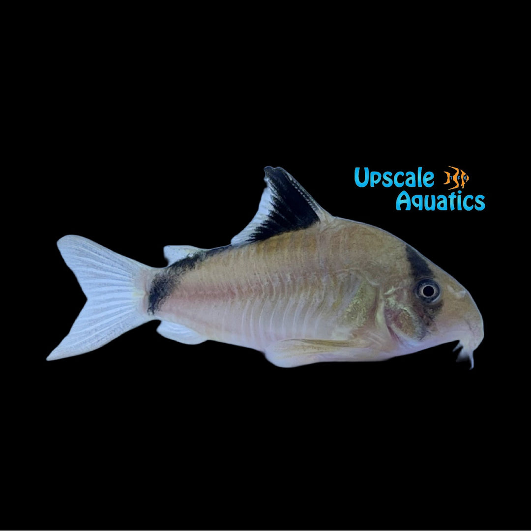 Bandit Cory (Corydoras metae)