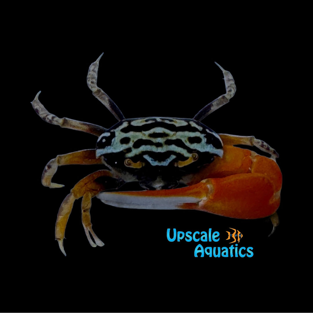 Watermelon Fiddler Crab (Paraleptuca crassipes)