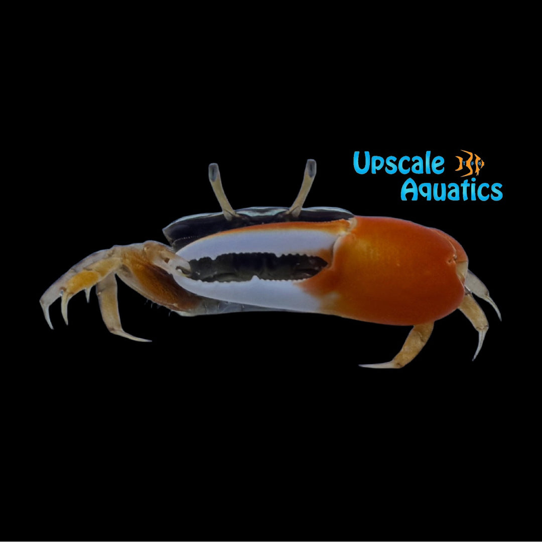 Watermelon Fiddler Crab (Paraleptuca crassipes)