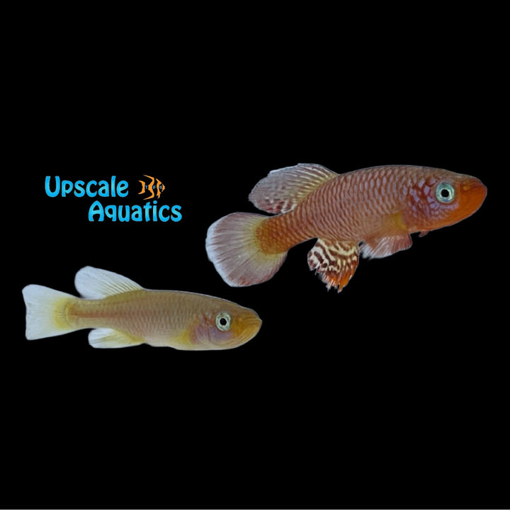 Rubripinnis Killifish (Nothobranchius rubripinnis)