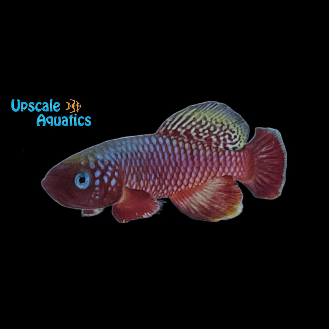 Rubripinnis Killifish (Nothobranchius rubripinnis)