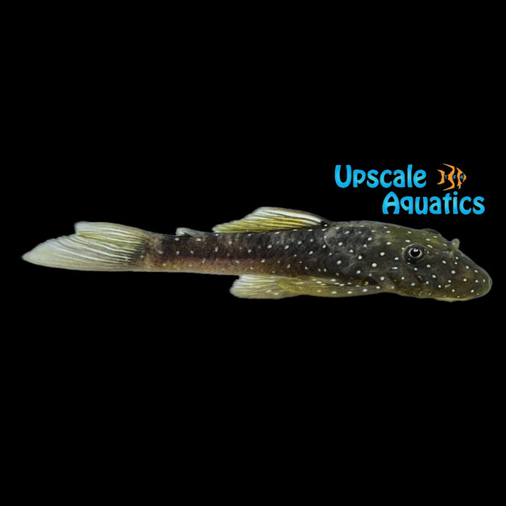 Aguaboa Bristlenose Pleco L032 (Ancistrus aguaboensis)