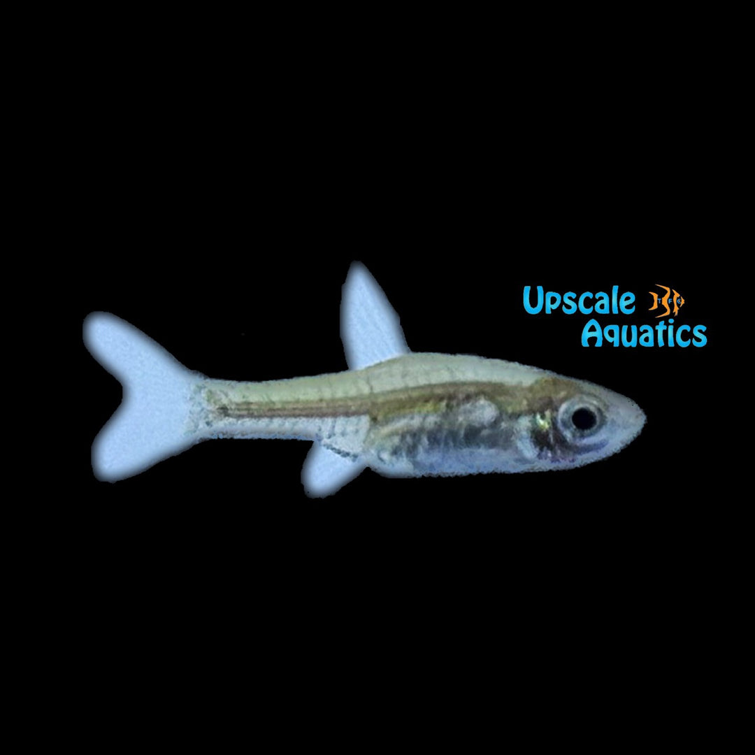 Dwarf Fire Rasbora (Horadandia brittani)