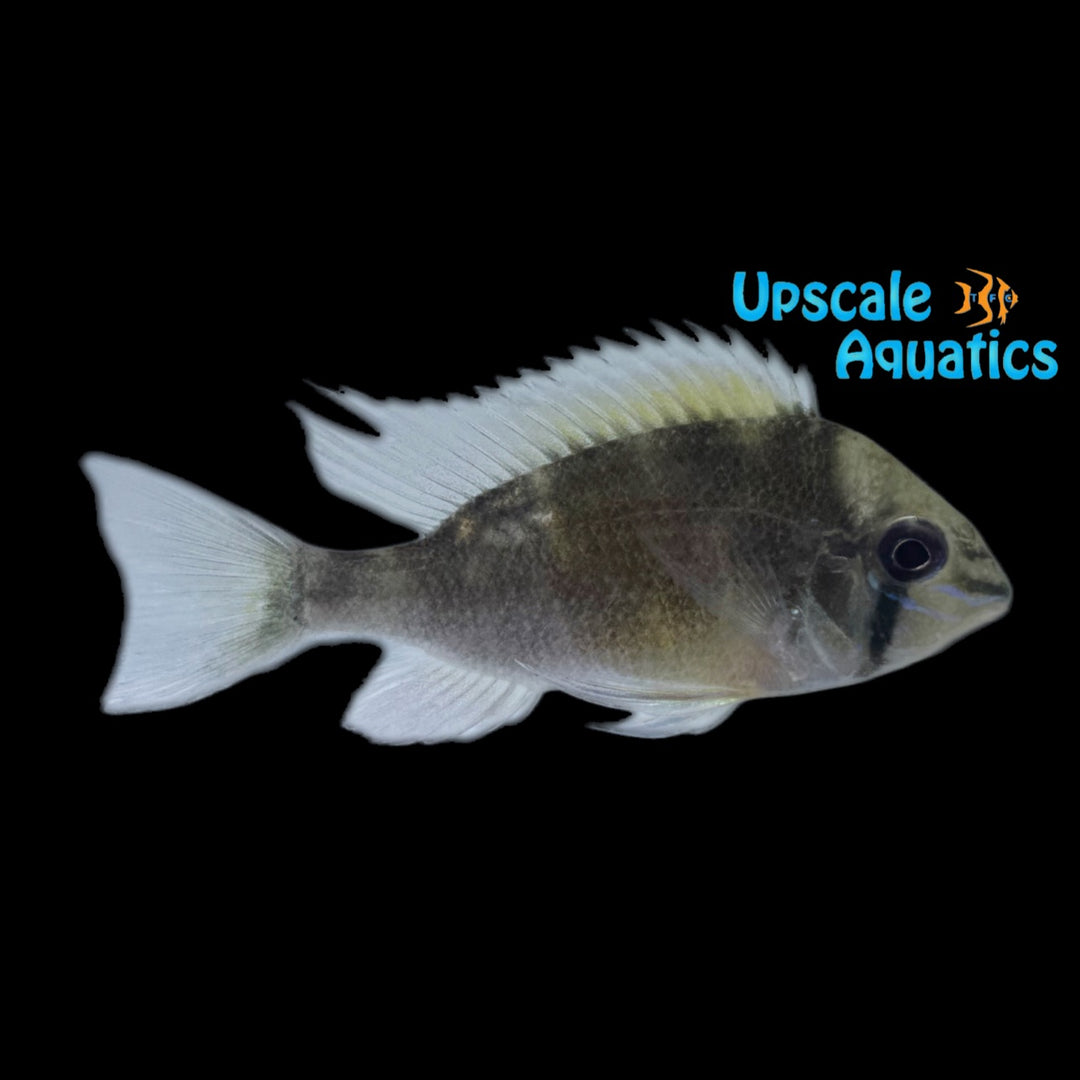 Red Face Cupid Cichlid (Biotodoma cupido 'Rio Itaya')