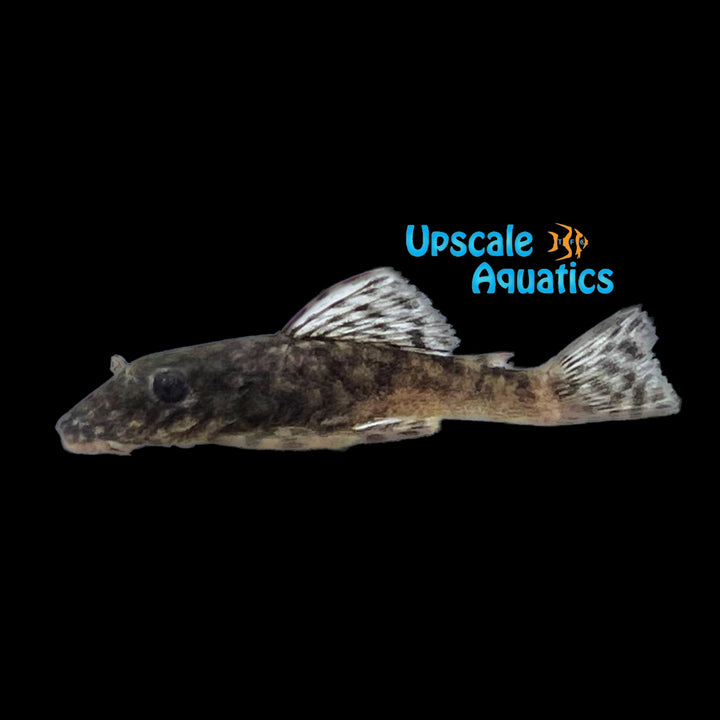 Cucuta Bristlenose Pleco L149 (Ancistrus sp. L149)