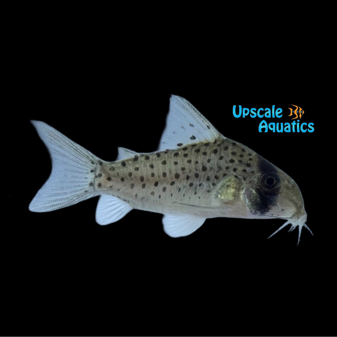 Morocha Cory (Hoplisoma cf. atropersonatum)