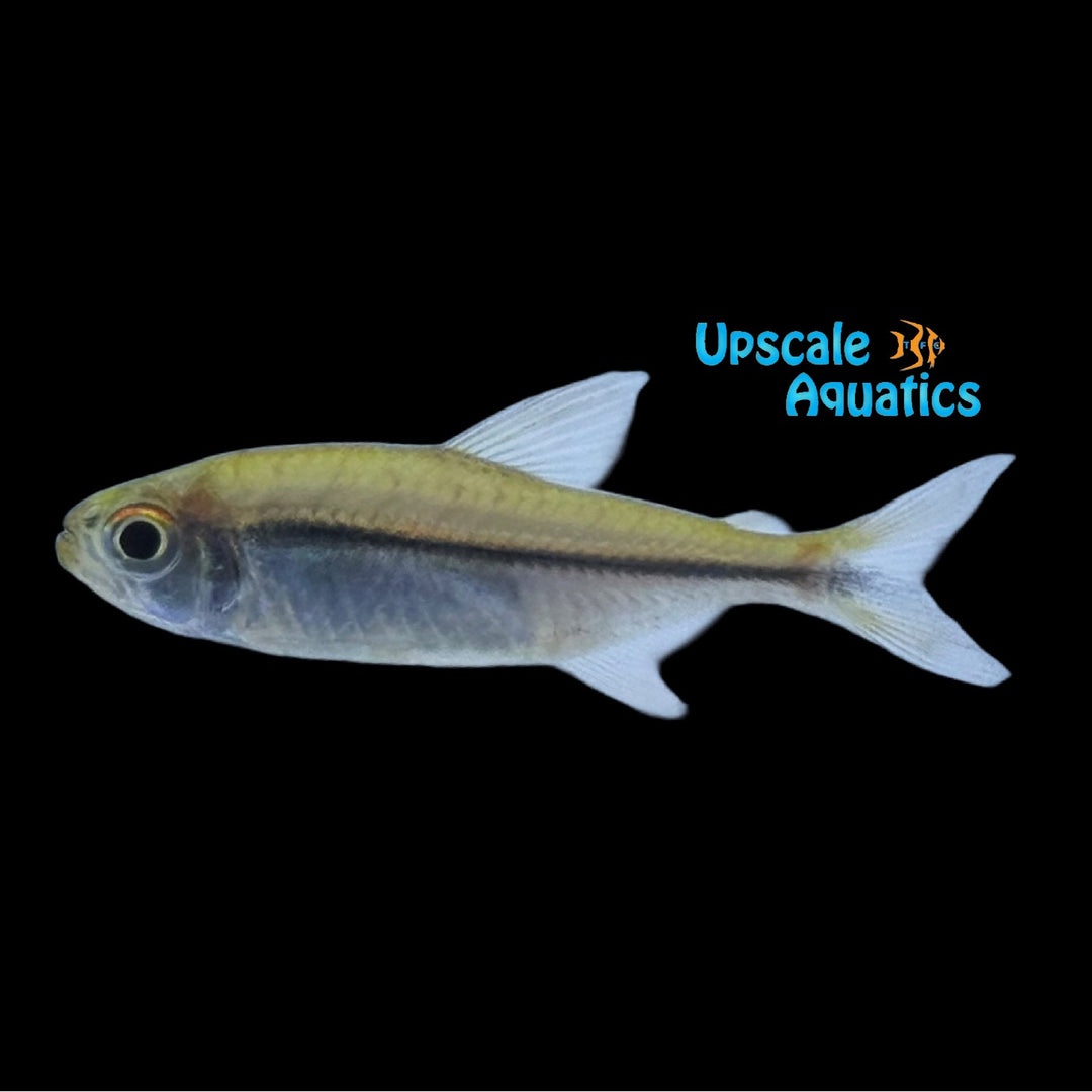 Peruvian Flag Tetra (Hyphessobrycon eschwartzae)