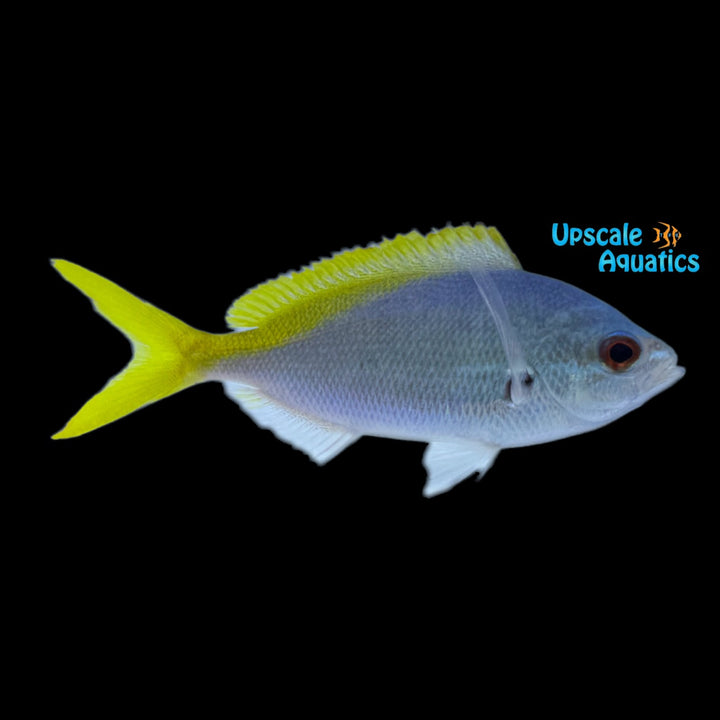 Yellow & Blueback Fusilier (Caesio teres)