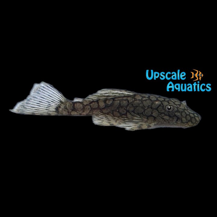 Honeycomb Bristlenose Pleco L519 'Rio Itenez' (Ancistrus sp. 'Rio Itenez' L519)