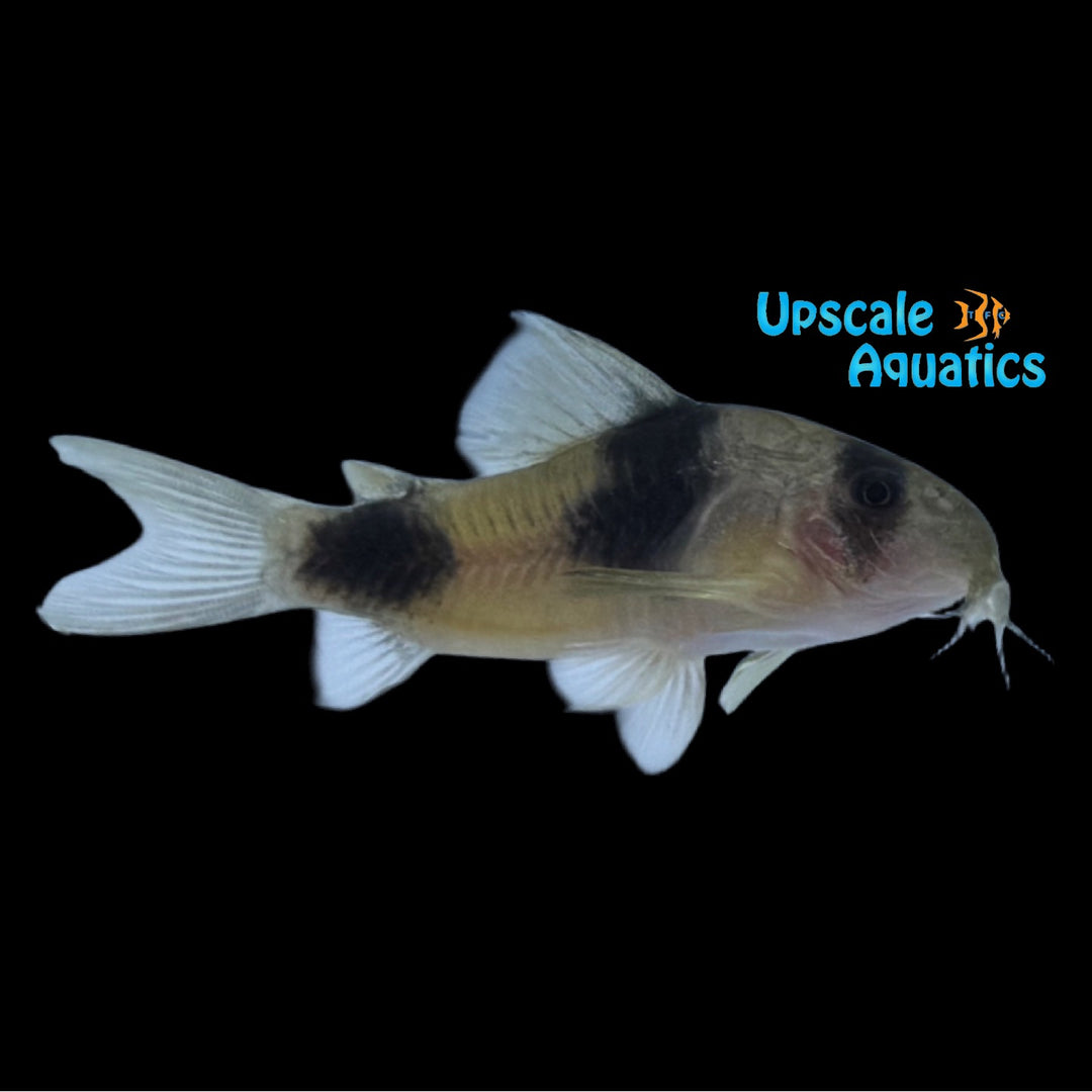 Two Saddle Cory - Wild Peru (Hoplisoma weitzmani)
