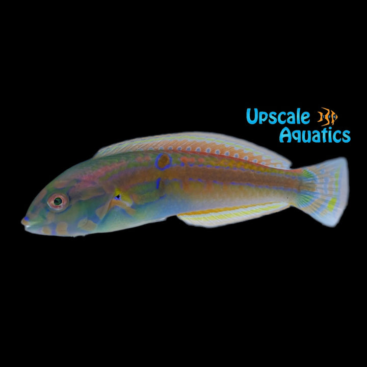 Shoulder Spot Wrasse (Leptojulis cyanopleura)
