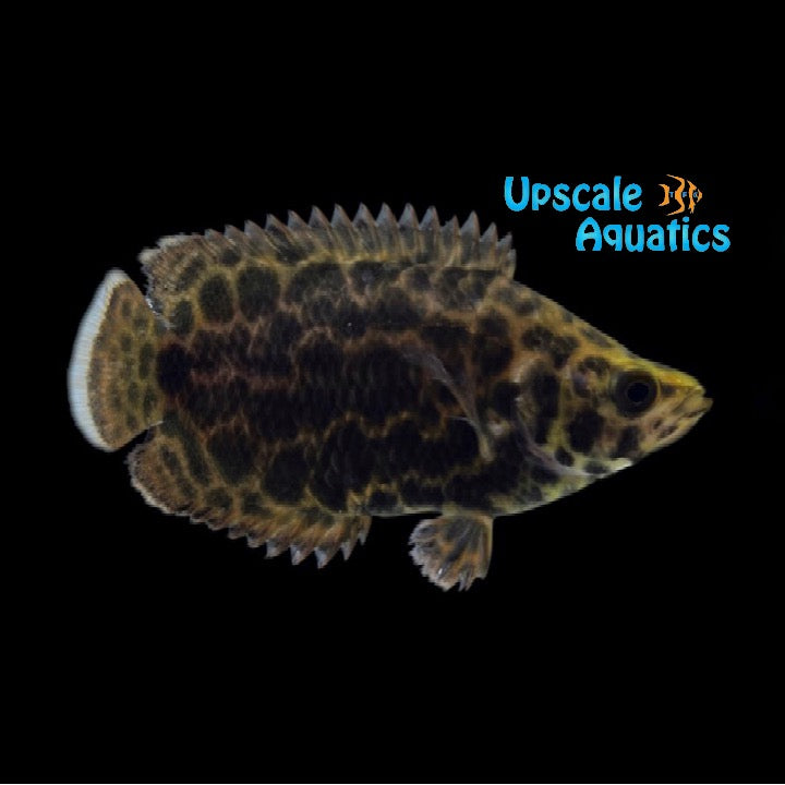 Leopard Ctenopoma (Ctenopoma acutirostre)