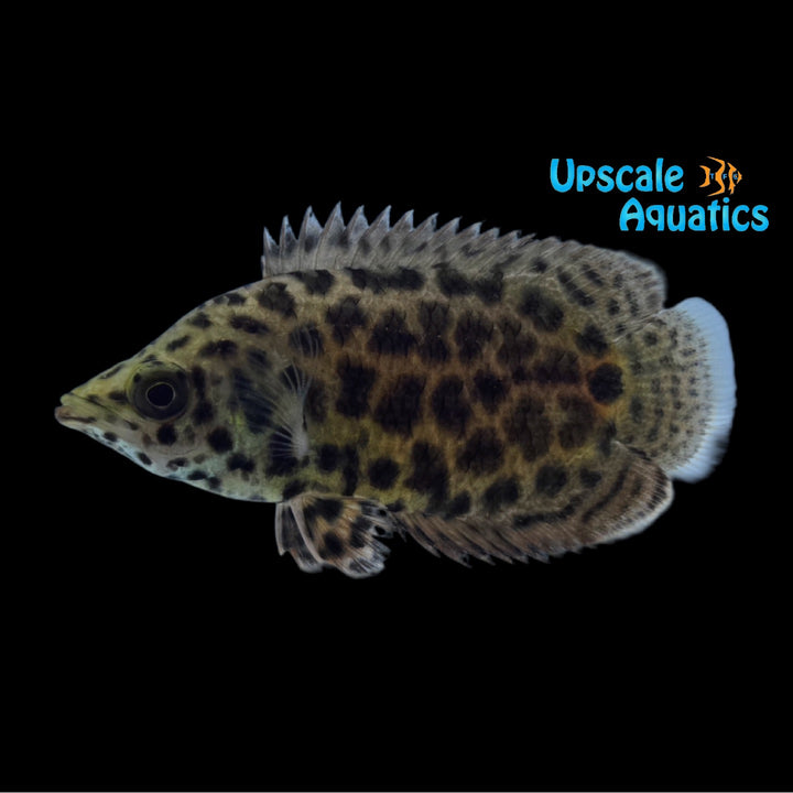 Leopard Ctenopoma (Ctenopoma acutirostre)