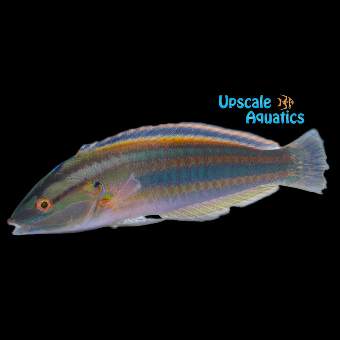 Atlantic Rainbow Coris Wrasse (Coris atlantica)