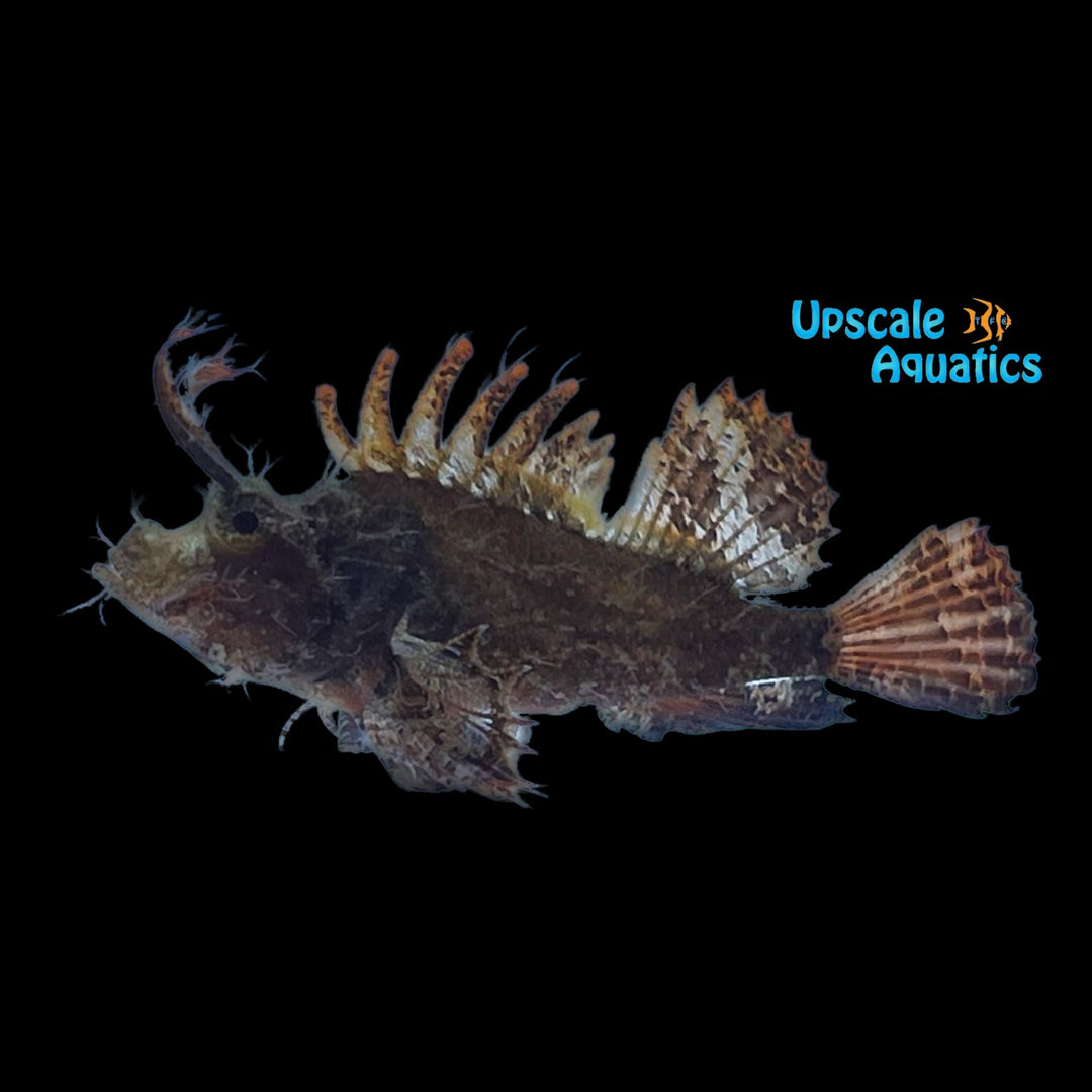 Ambon Scorpionfish (Pteroidichthys amboinensis)