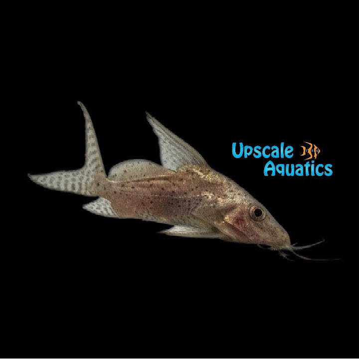Synodontis Batensoda