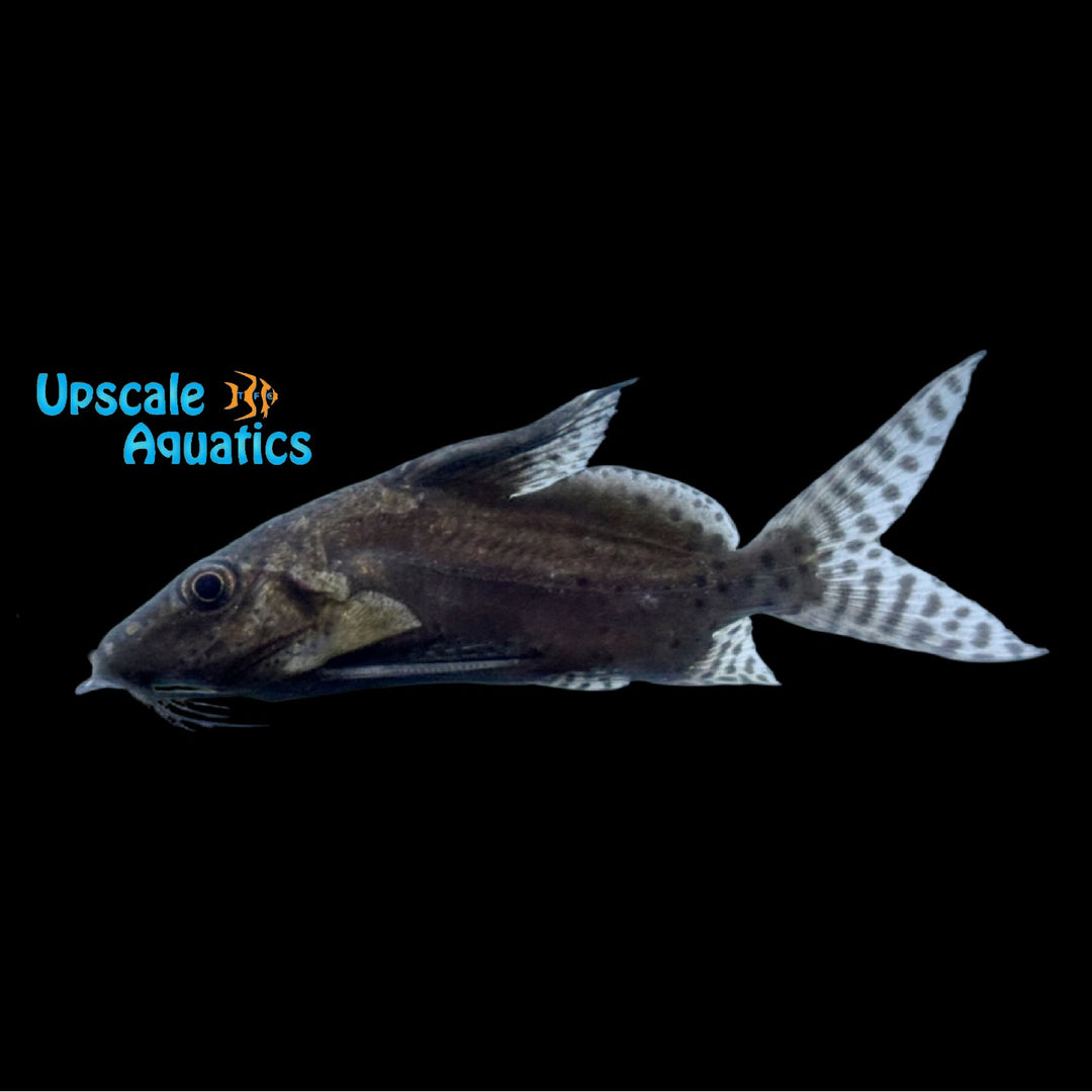 Synodontis Batensoda