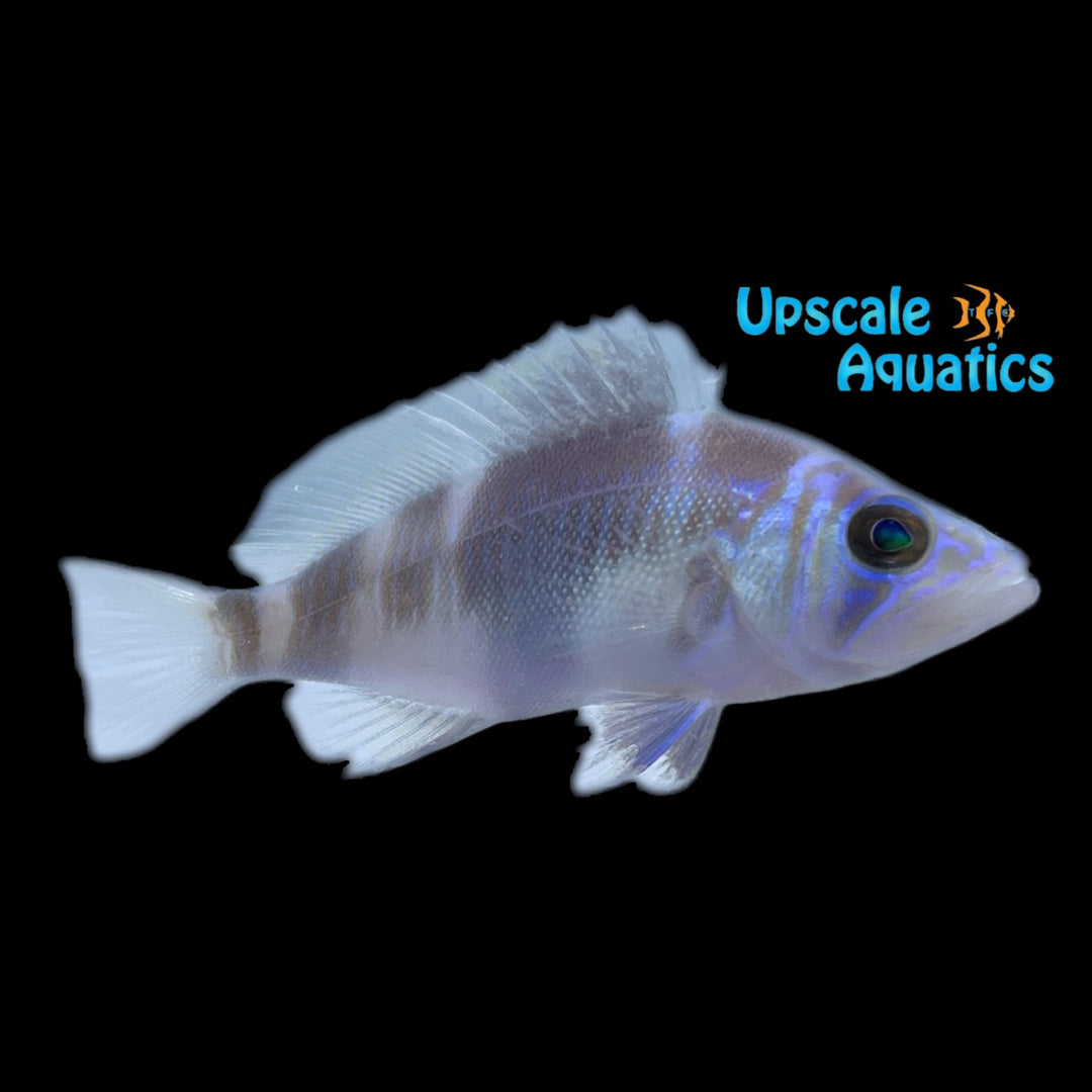 Barred Hamlet (Hypoplectrus puella)