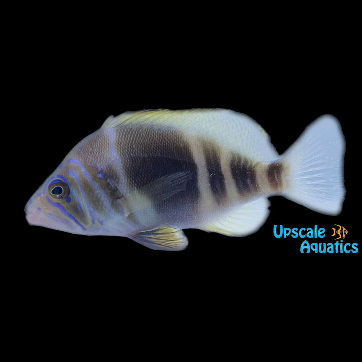 Barred Hamlet (Hypoplectrus puella)