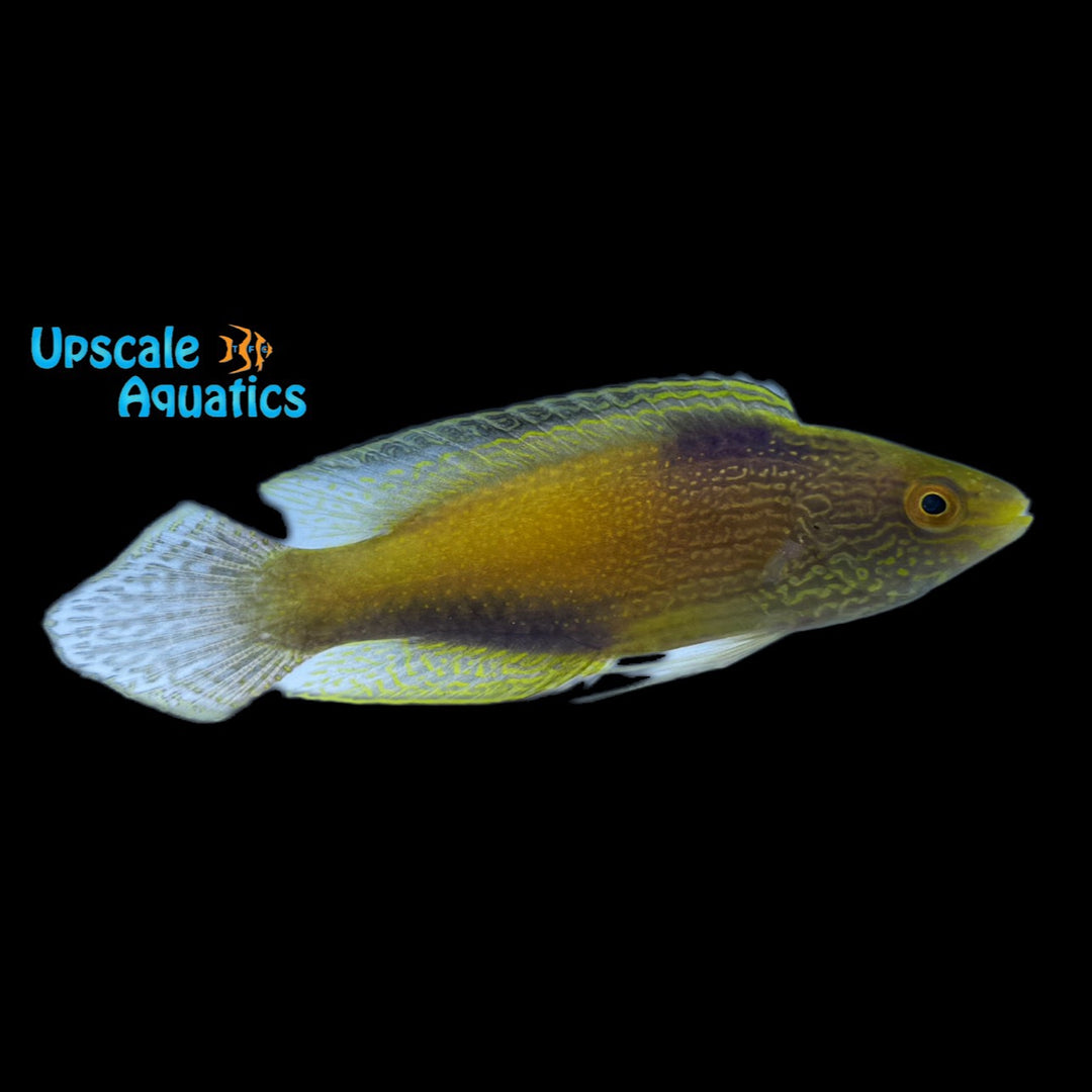 Golden Rhomboid Fairy Wrasse (Cirrhilabrus rhomboidalis)