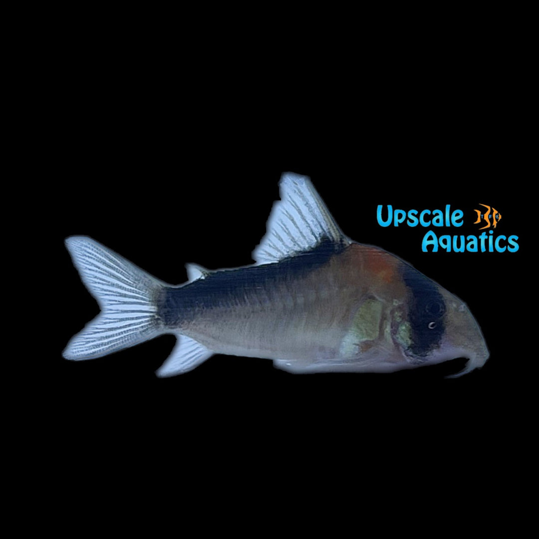 Duplicareus Cory (Hoplisoma duplicareus)