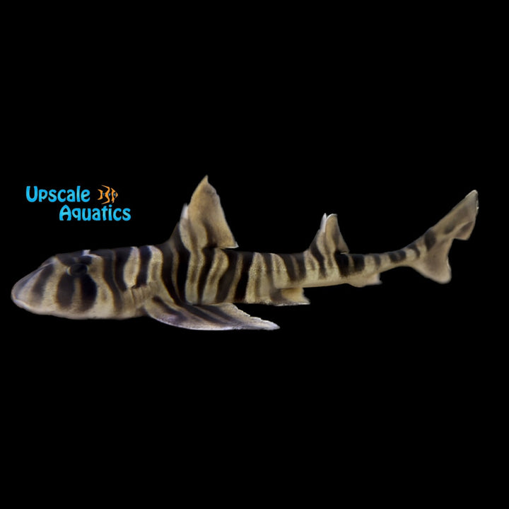 Zebra Horn Shark (Heterodontus zebra)