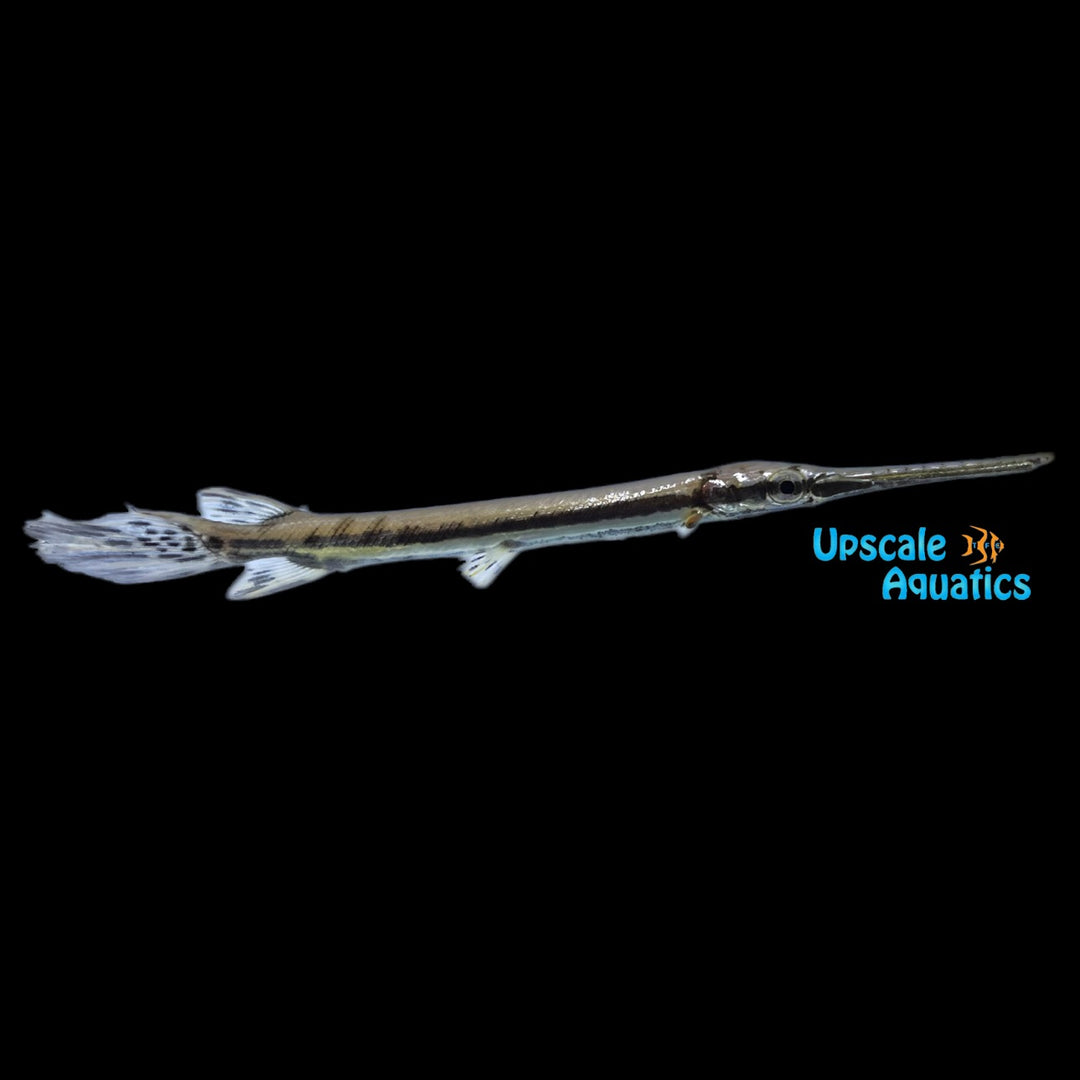 Florida Gar (Lepisosteus platyrhincus)