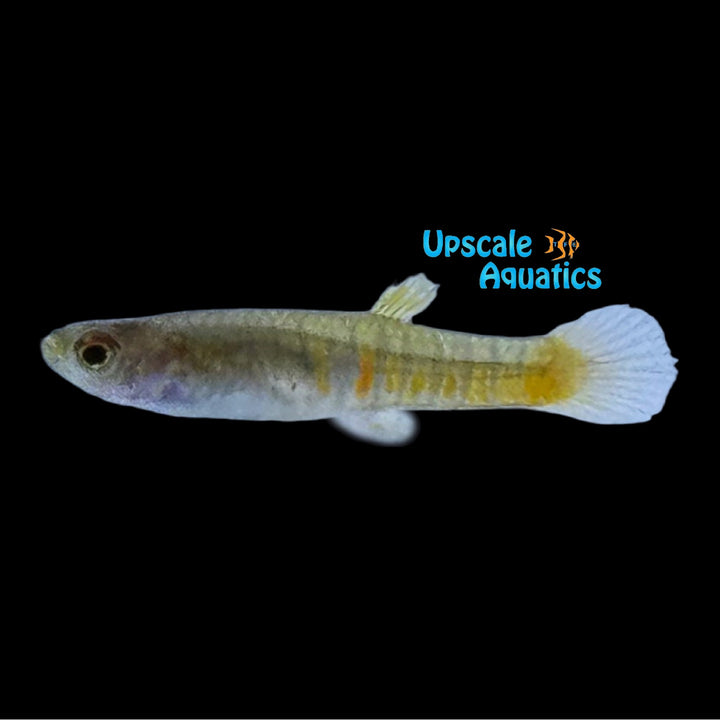 Tiger Teddy Livebearer (Neoheterandria elegans)
