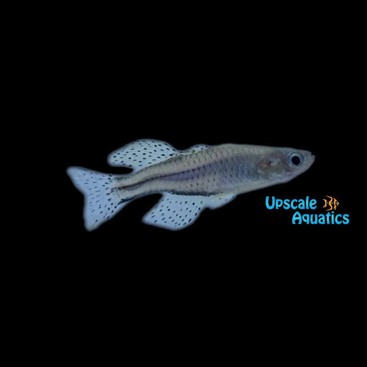 Gertrude's Rainbowfish 'Aru II' (Pseudomugil gertrudae)