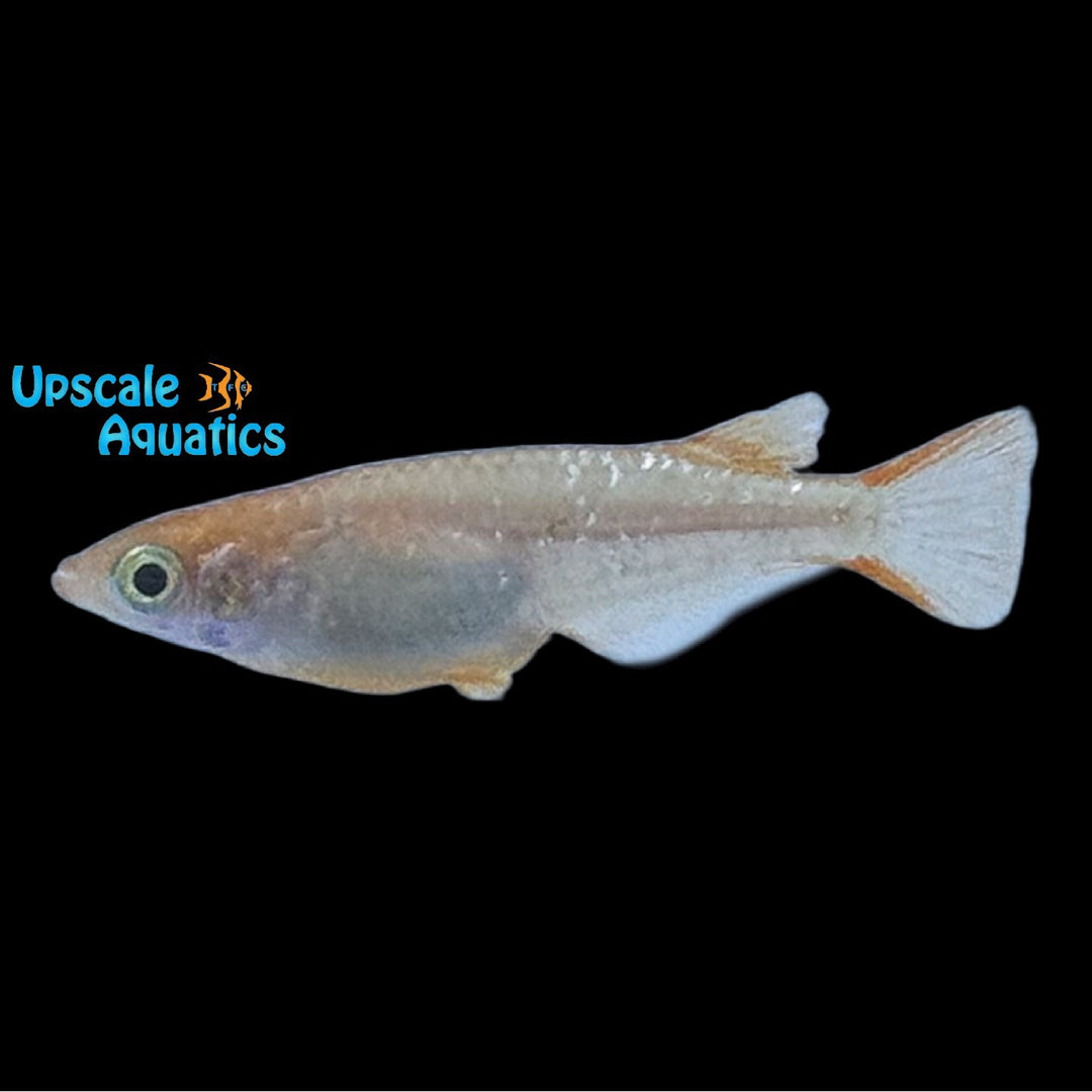 Red Stardust Medaka Ricefish (Oryzias latipes)