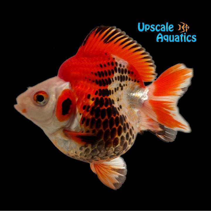 Assorted Short Fin Ryukin Goldfish (Carassius auratus)