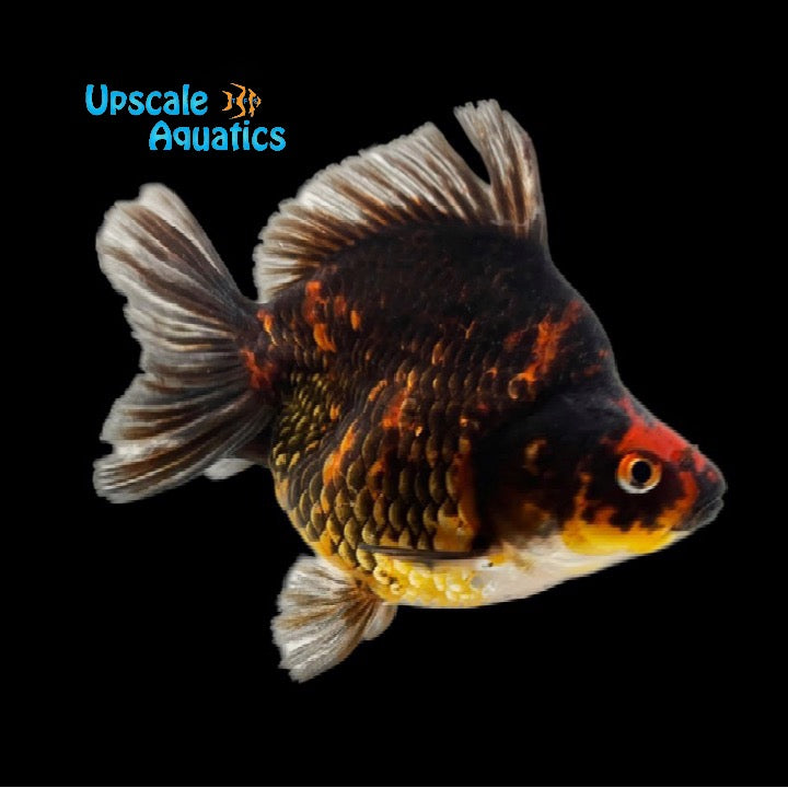 Assorted Short Fin Ryukin Goldfish (Carassius auratus)