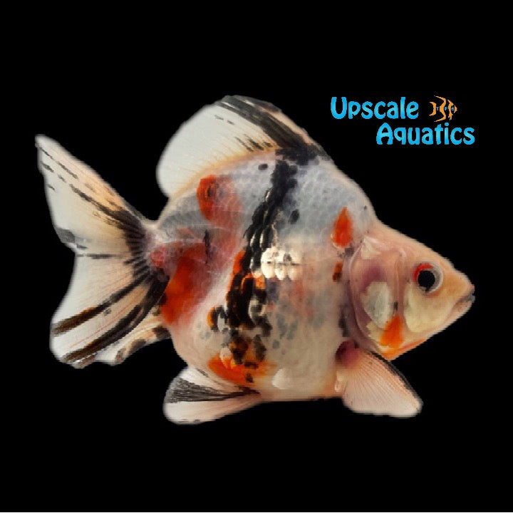 Assorted Short Fin Ryukin Goldfish (Carassius auratus)