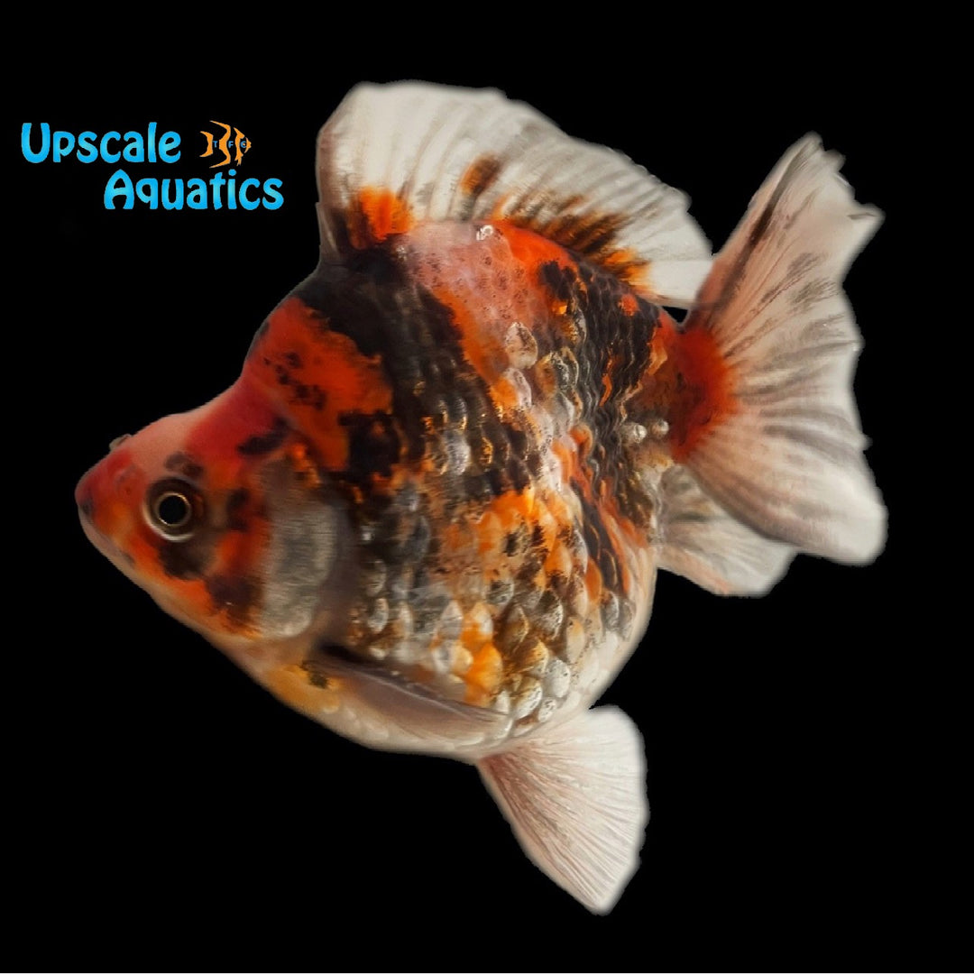 Assorted Short Fin Ryukin Goldfish (Carassius auratus)