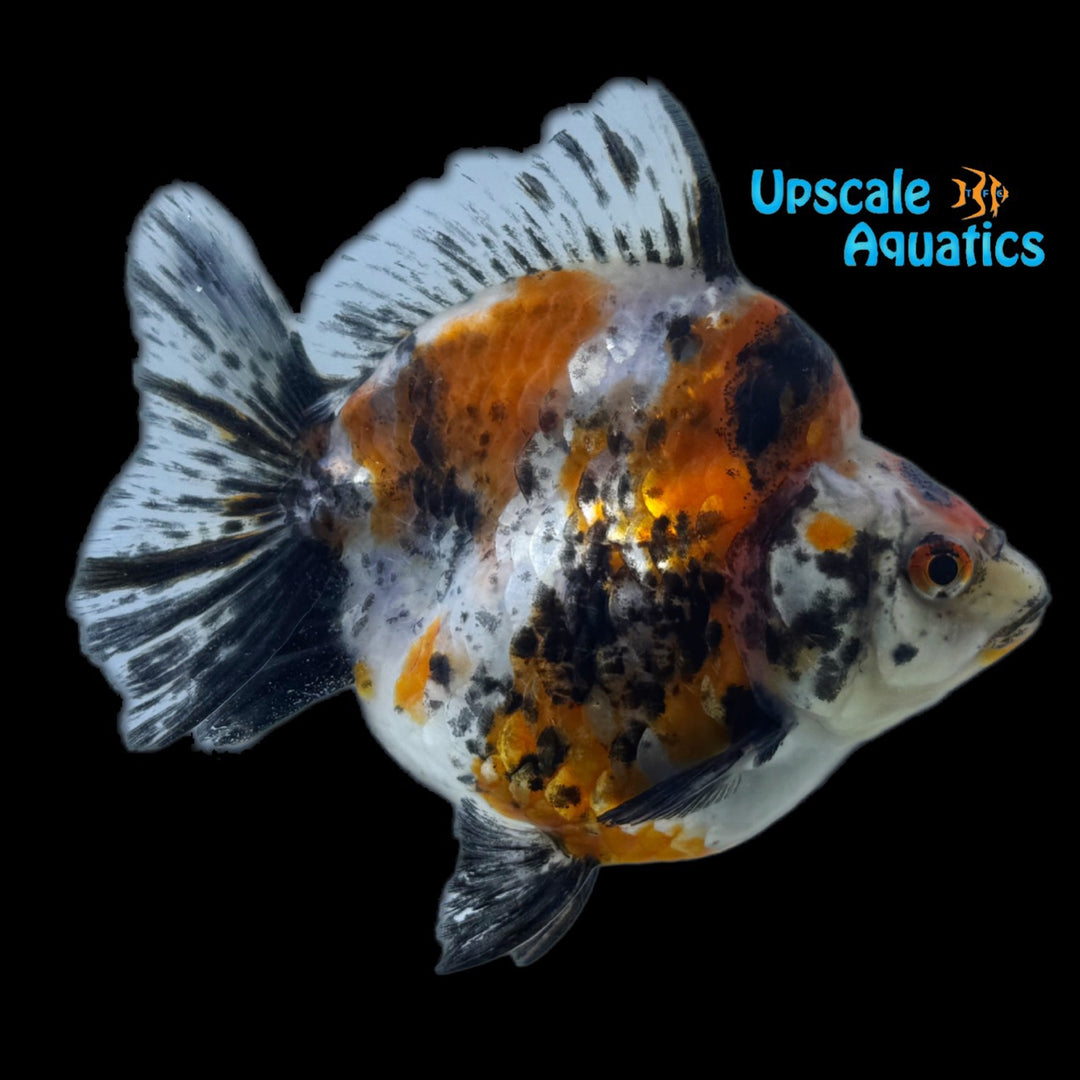 Assorted Short Fin Ryukin Goldfish (Carassius auratus)