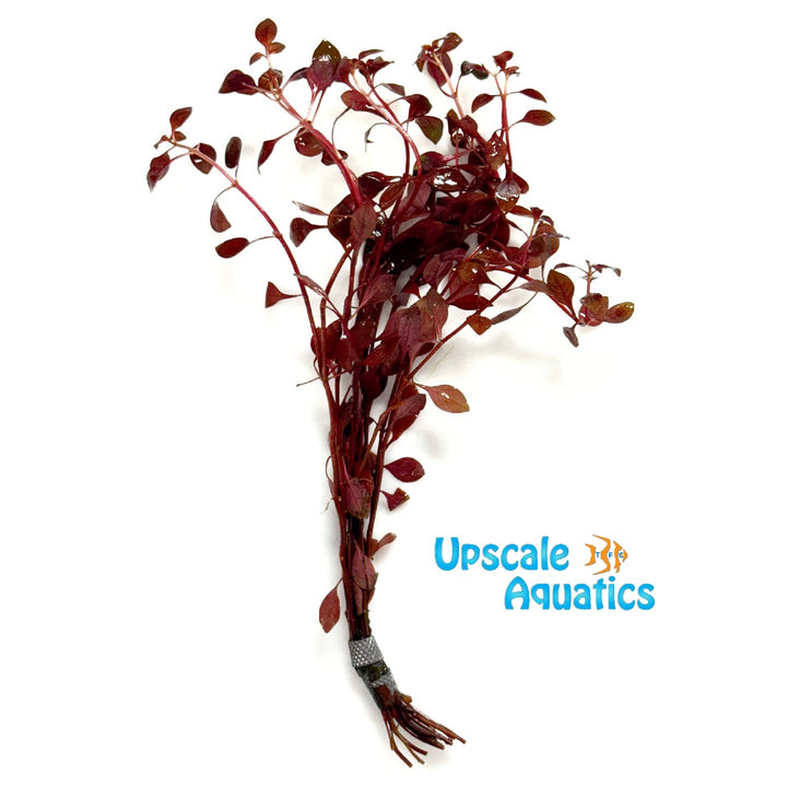 Mini Super Red Ludwigia (Ludwigia repens 'super red mini')