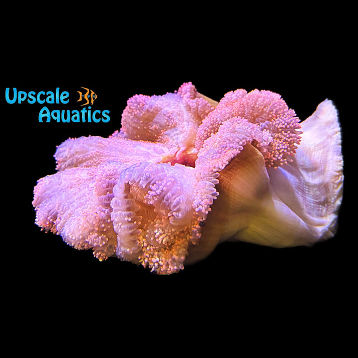 Pink Carpet Anemone (Stichodactyla haddoni)