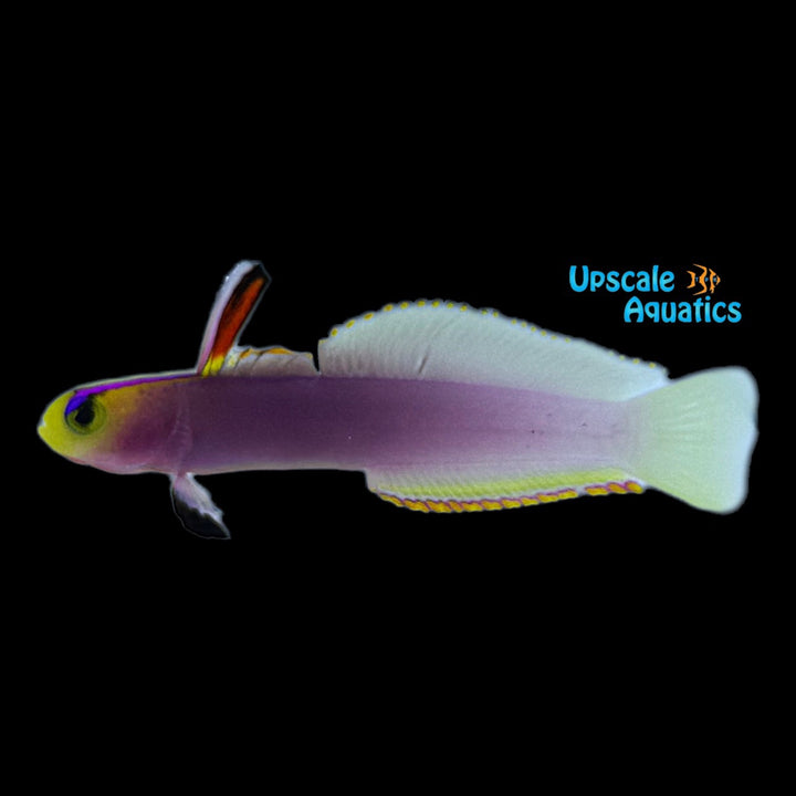 Helfrichi Firefish (Nemateleotris helfrichi)