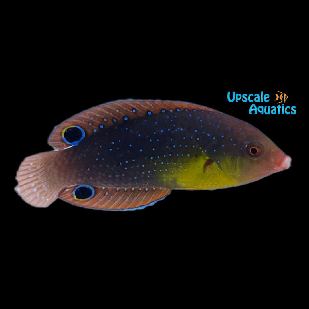 Yellowbreast 'Twistii' Wrasse (Anampses twistii)