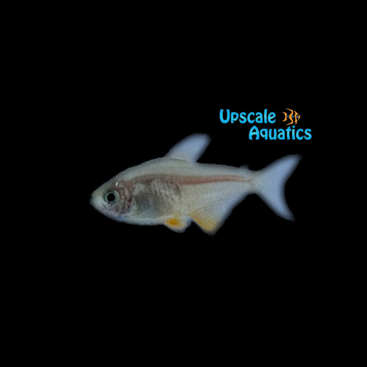 Flame Tetra (Hyphessobrycon flammeus)