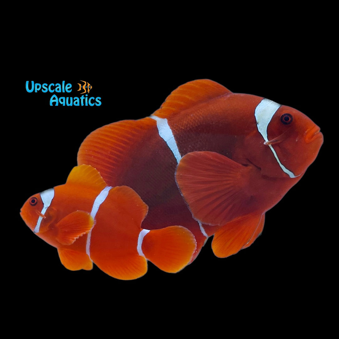 White Stripe Maroon Clownfish - Wild (Premnas biaculeatus)