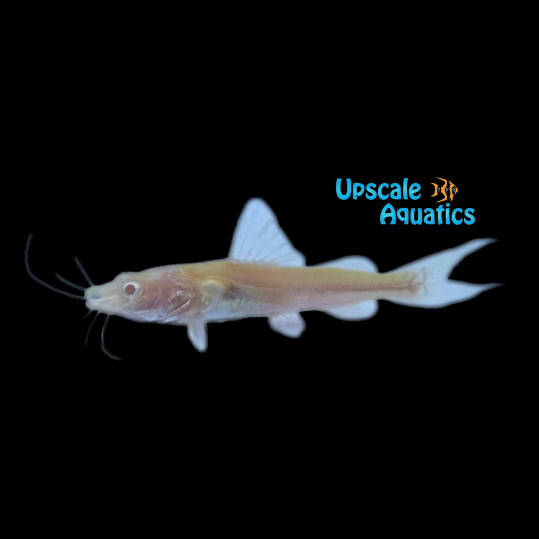 Albino Hemibagrus Filamentus Catfish (Hemibagrus filamentus)
