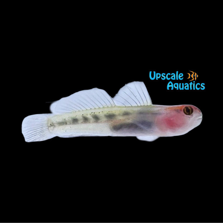 Red Head Goby - Captive Bred (Elacatinus puncticulatus)