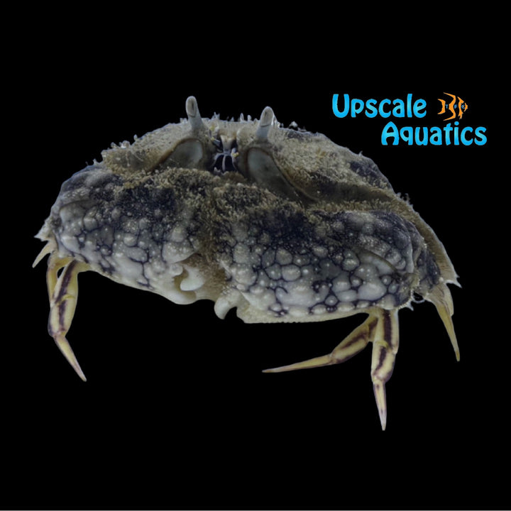 Reef Box Crab (Calappa hepatica)
