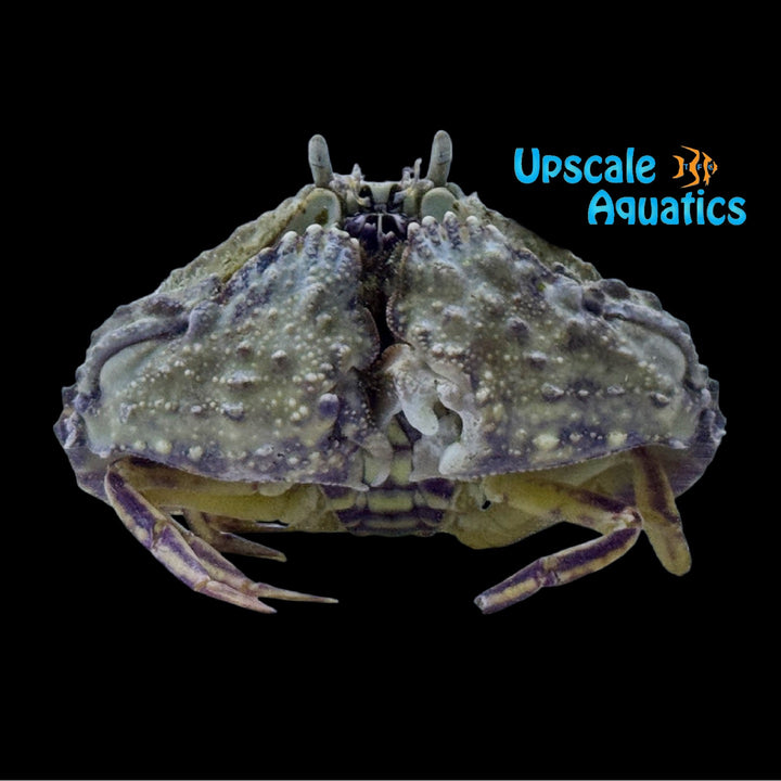 Reef Box Crab (Calappa hepatica)
