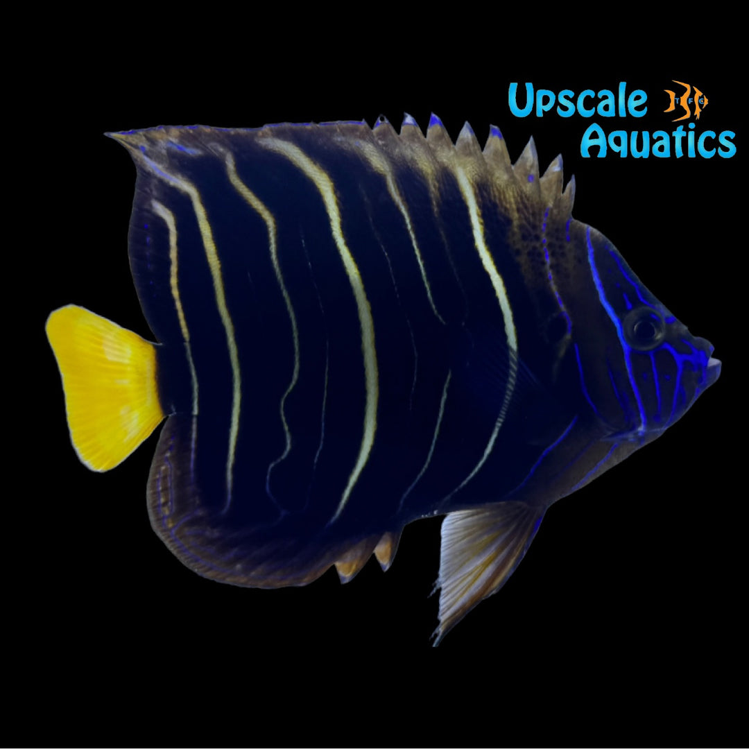 Chrysurus Angelfish - Adult (Pomacanthus chrysurus)